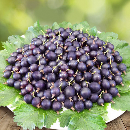 Йошта саженцы, урожайный