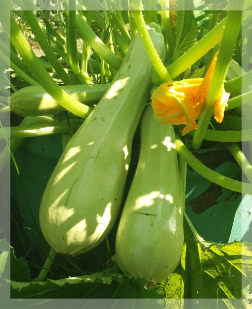 Кабачок, свежий