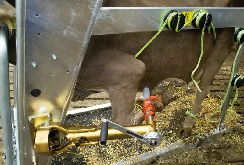 Станок для обработки копыт вертикальный, Top 5, Rosensteiner Gmbh