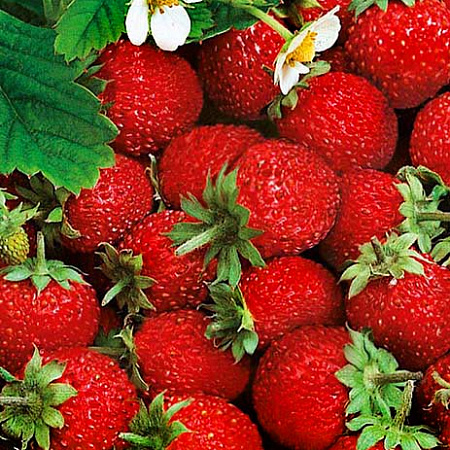 Земляника рассада, Мускатная, многолетний