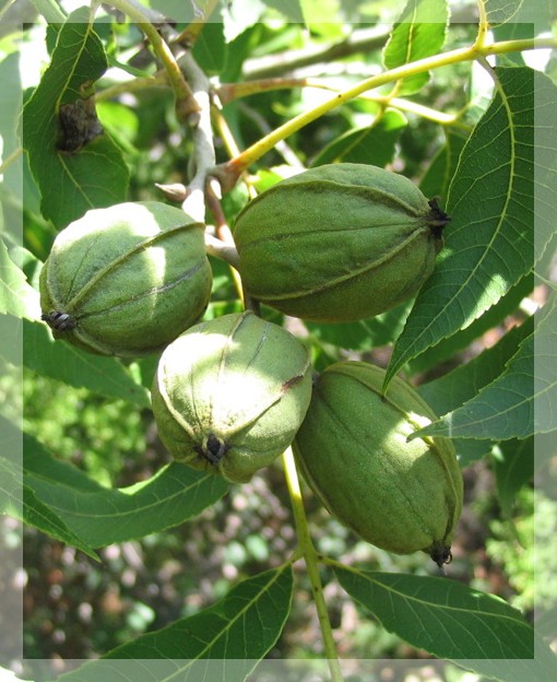 Пекан, очищенный