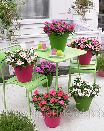 Катарантус (Барвинок) семена, Кора каскад, однолетний, светолюбивый