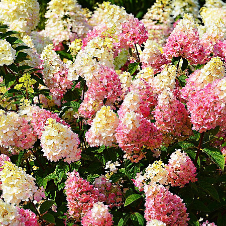 Гортензия саженцы, метельчатая  Сандей Фрайз, полутень