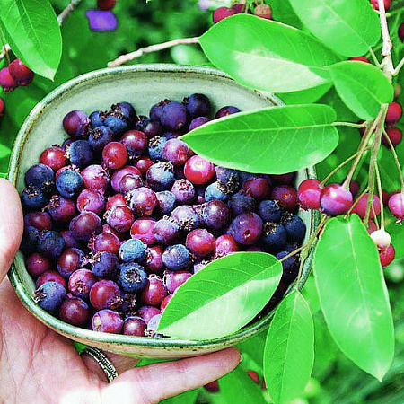 Ирга саженцы, Слейт, ранний