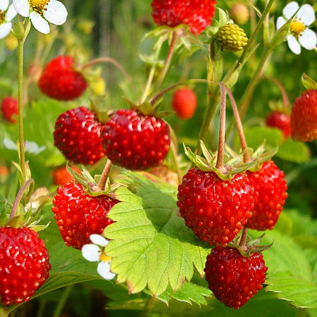 Земляника рассада, Мускатная, многолетний