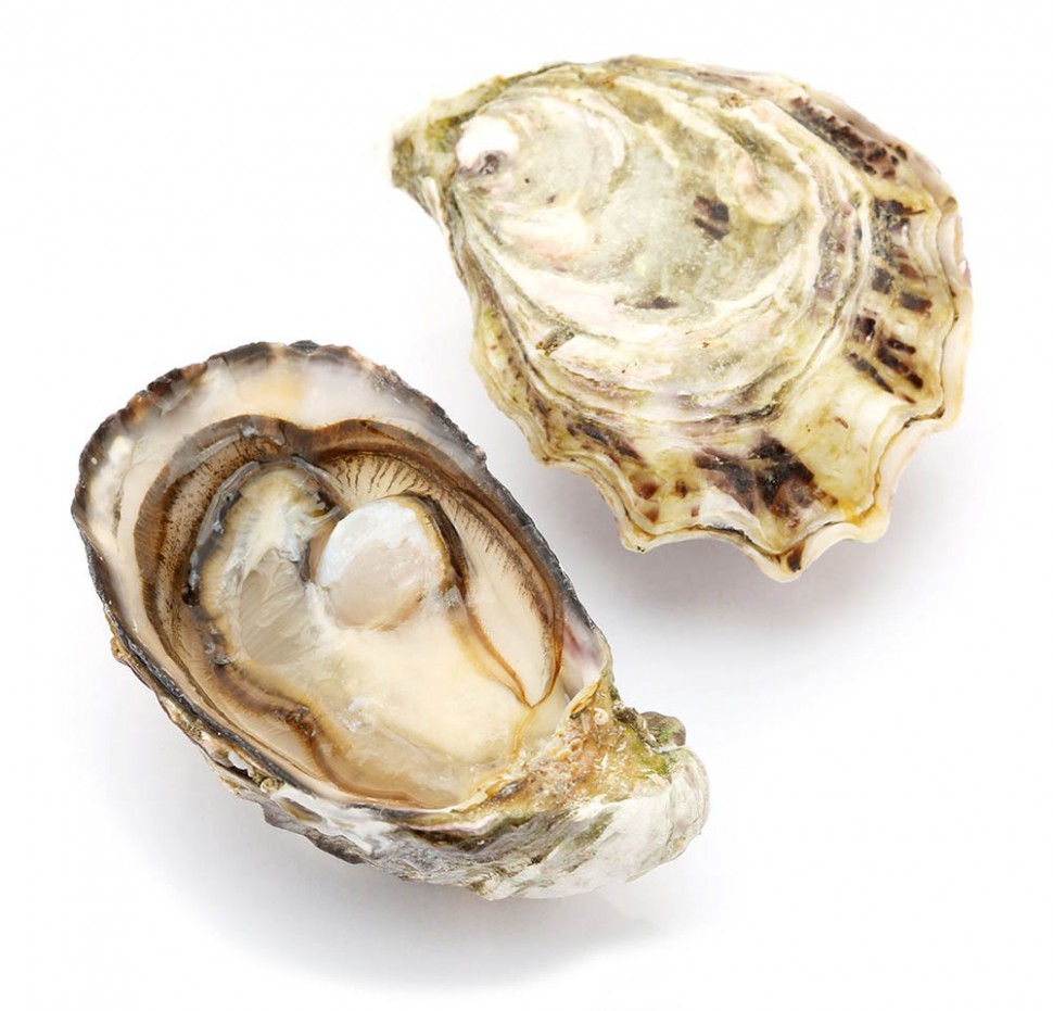 Устрицы, Императорские, живой