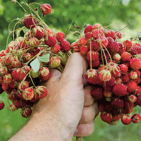 Земляника рассада, Мускатная, многолетний