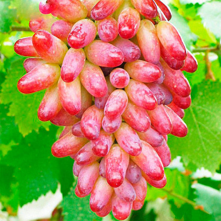 Виноград саженцы, Юбилей Новочеркасска, ранний