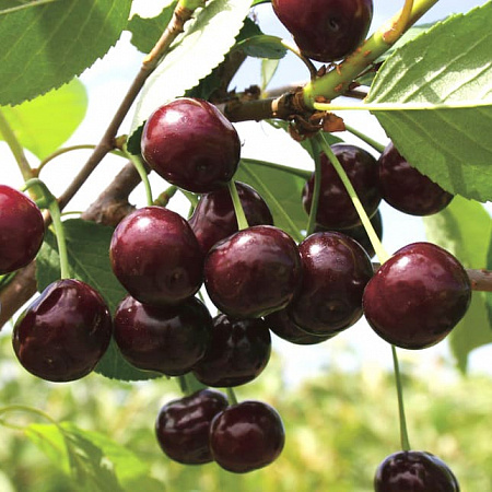 Вишня саженцы, Шоколадница, урожайный, морозостойкий