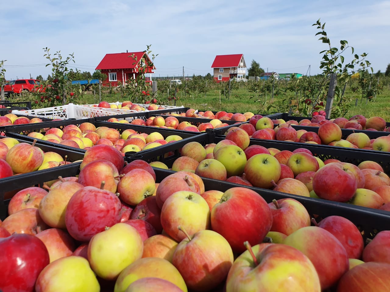 Сад плодовый смешанный, 1 га