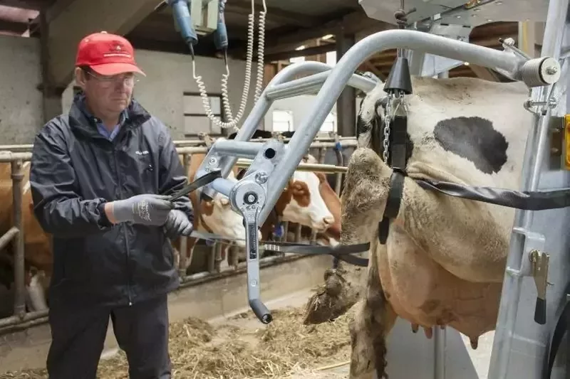 Станок для обработки копыт вертикальный, Red 5, Rosensteiner Gmbh