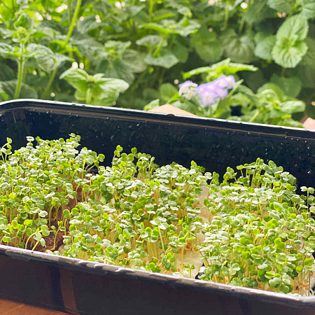 Микрозелень семена, Руккола, раннеспелый