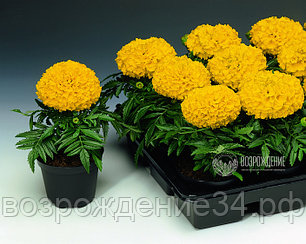 Бархатцы семена, Антигуа Голд, однолетний, золотой
